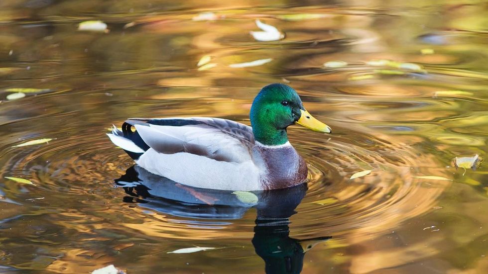 You'll be excited to learn your tax dollars were spent to help ducks with this