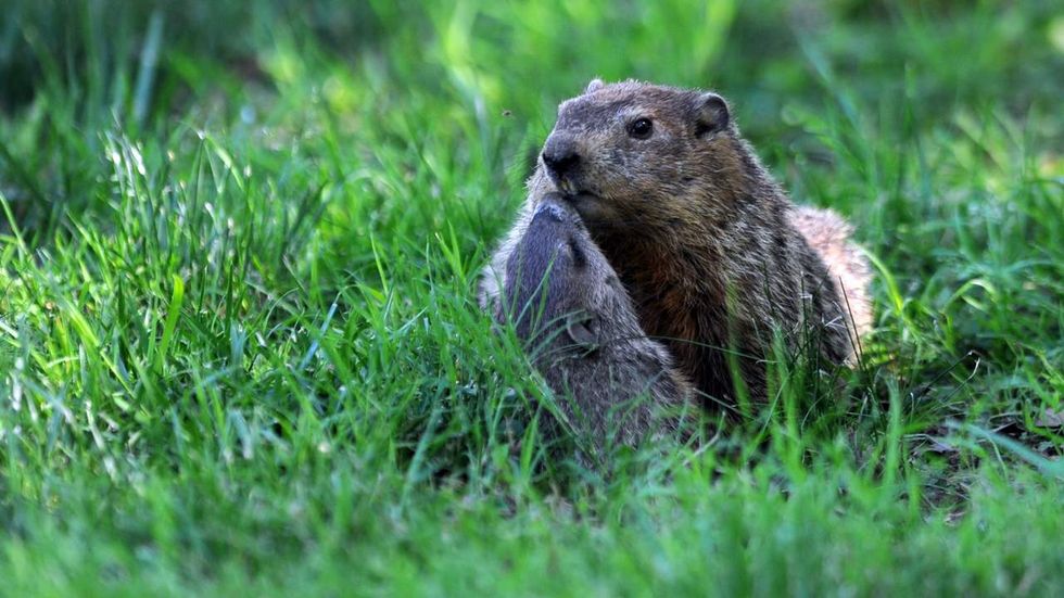 Environmental insanity: In Washington state, gophers are more important than people