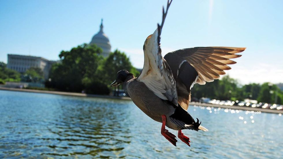Feds waste taxpayer cash building potentially dangerous 'duck ramps' at Capitol pool (UPDATED)