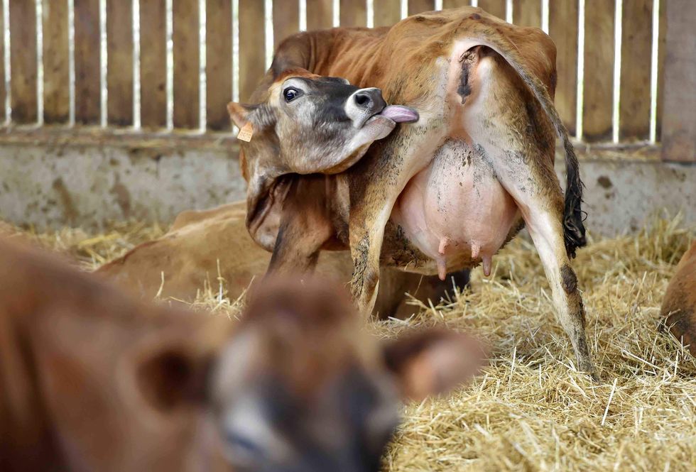Trust in media takes embarrassing hit. It involves brown cows and chocolate milk.