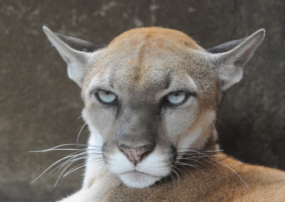 New study shows mountain lions are terrified of Glenn Beck's voice
