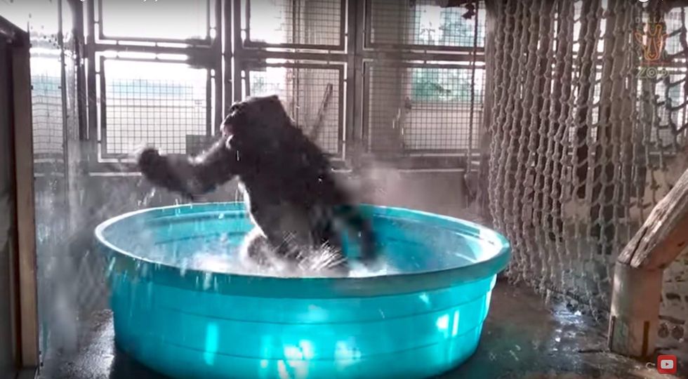 Watch: Viral video shows Dallas Zoo's break-dancing gorilla staying cool in Texas heat