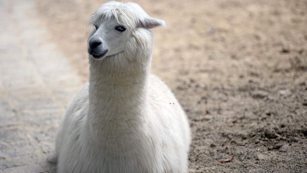 How do you plan to invite llamas over?