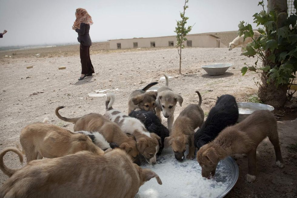 Lost dogs reunite with owners after smelling their favorite food