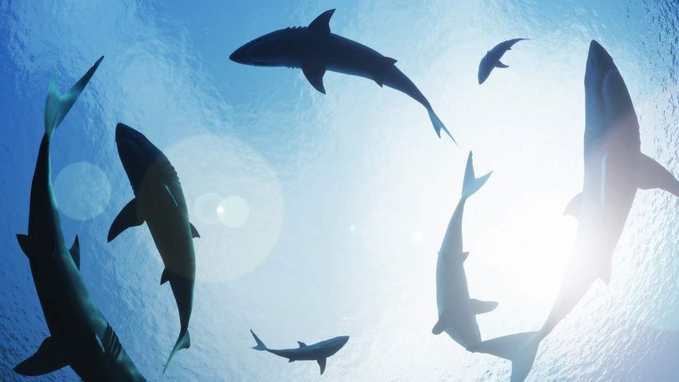 This photographer has been diving with sharks for decades