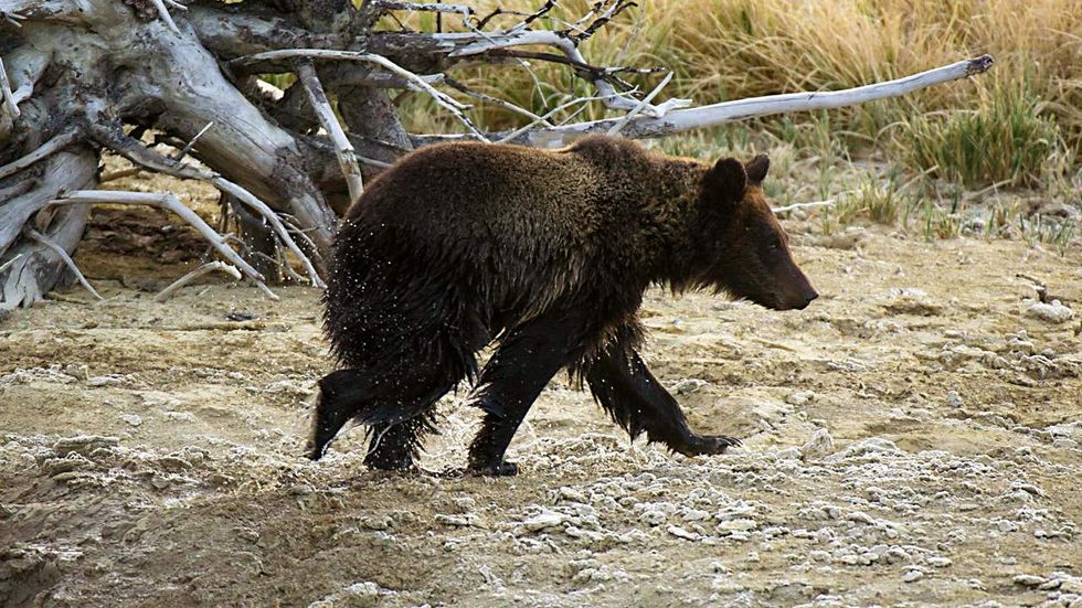 Heroic Alaska boy, 11, saves family from attacking bear — and the details are incredible