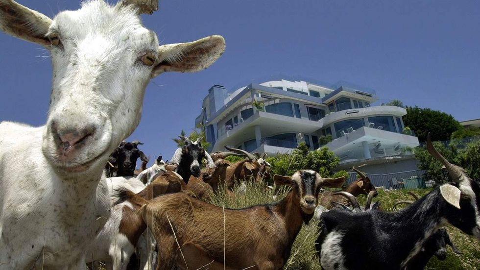 Union complains goats are stealing their jobs