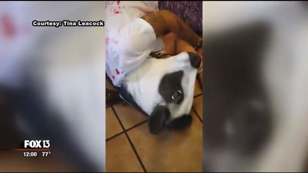 Watch: Chick-fil-A protesters create grotesque scene to combat ‘speciesism’