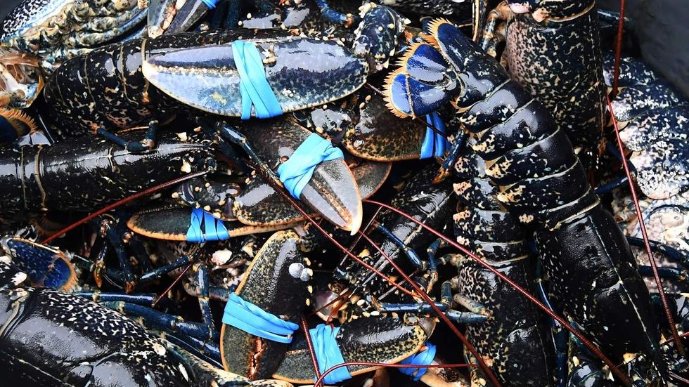 Classy: French president is taking Trump to the 'Red Lobster of France