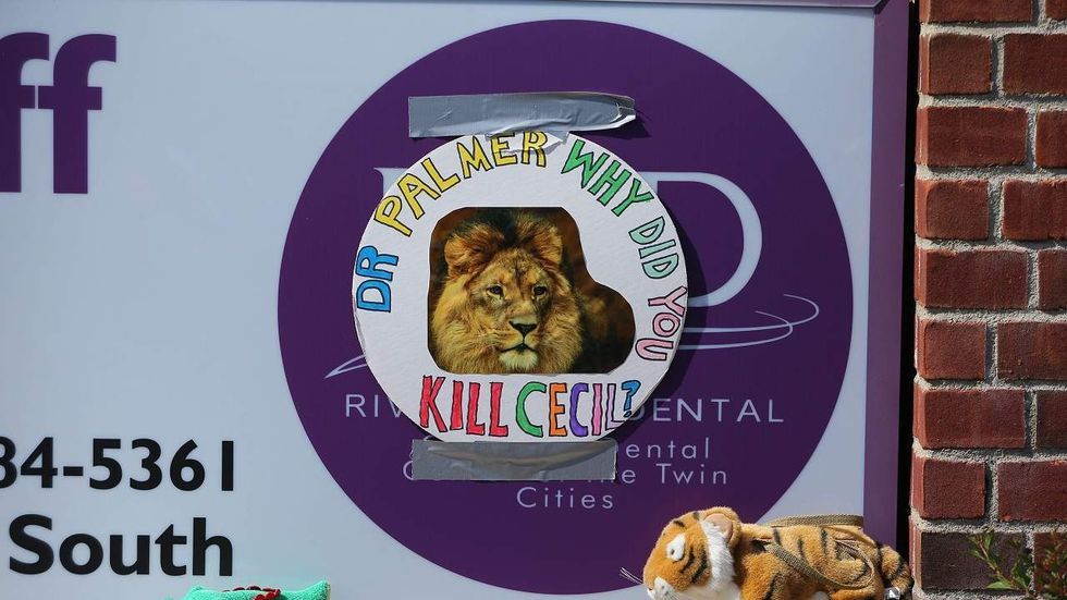 Trophy hunter kills son of Cecil the lion