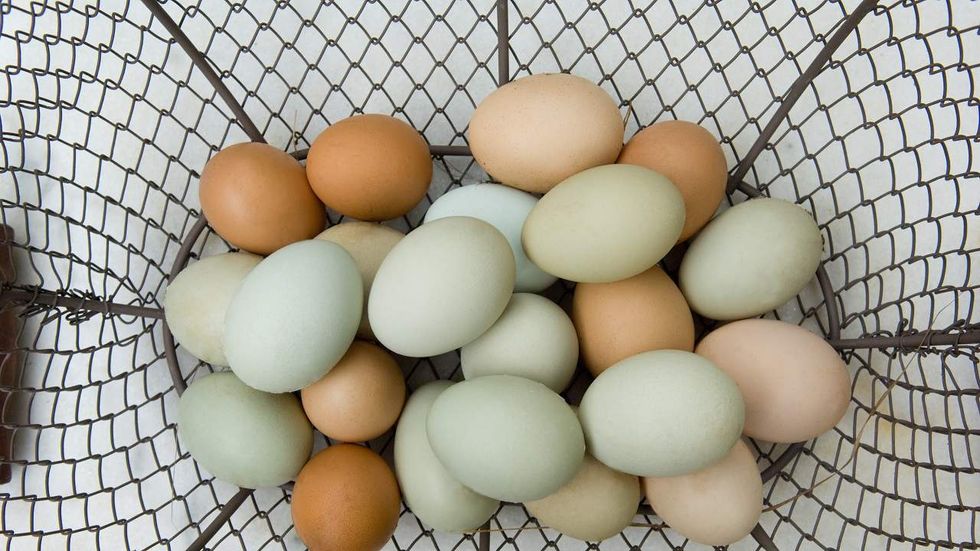 What do you do when your chickens just won’t lay eggs?