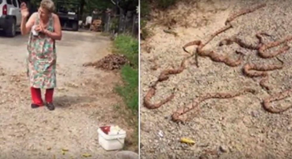 72-year-old woman uses shotgun, shovel, and rake handle to kill 11 copperhead snakes under her home