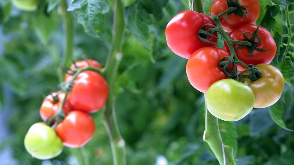 Family that endured SWAT-style raid over tomato plants may finally receive justice -- years later