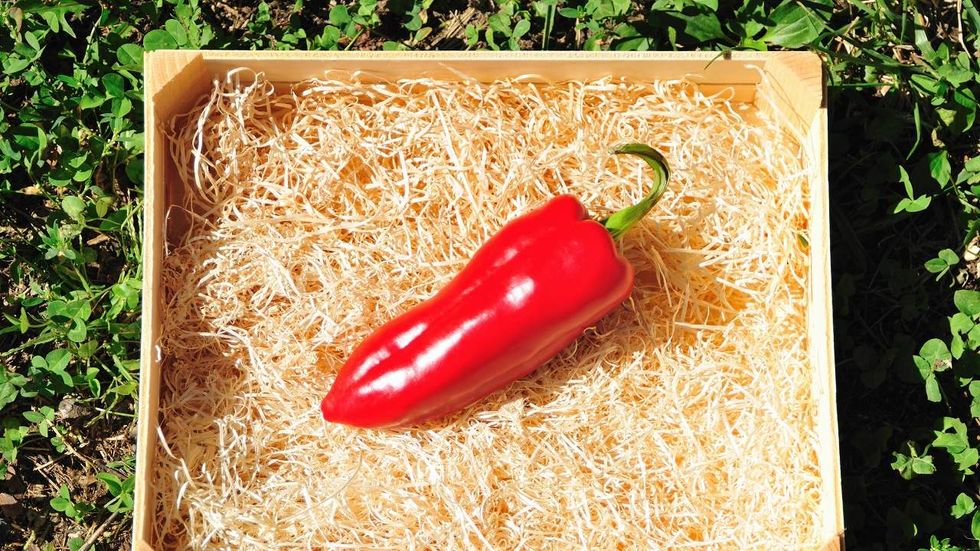 Fact check: The heat in hot peppers isn’t found in the seeds – here’s where it is