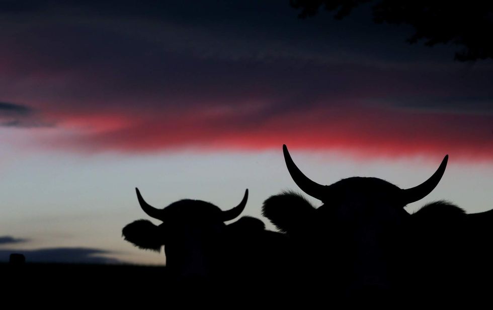 Teen taking nap with his cow at state fair warming hearts across the country