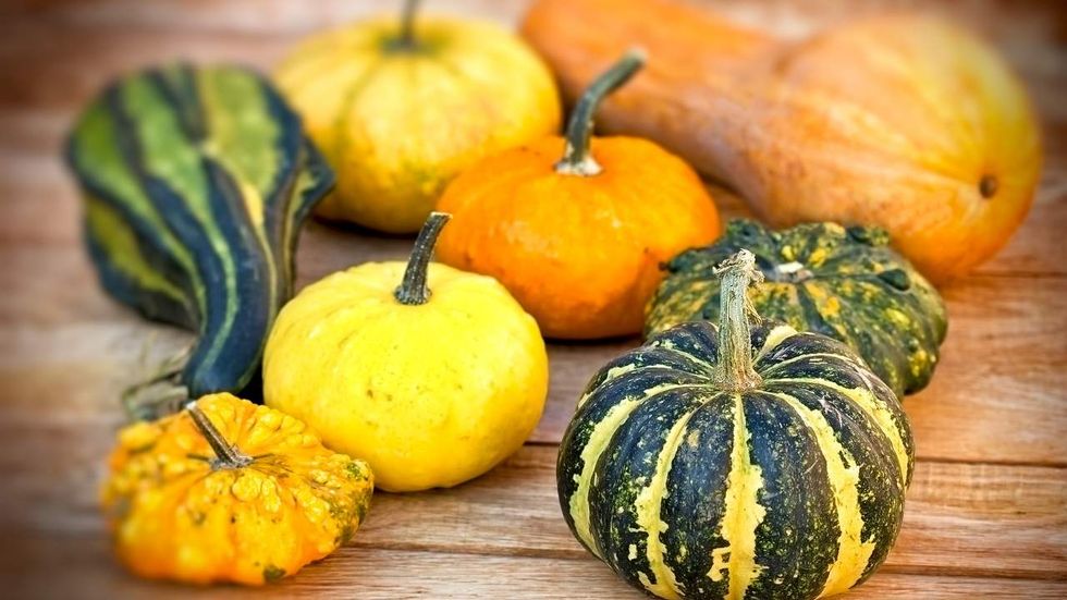 Here's how to identify and combat squash bugs