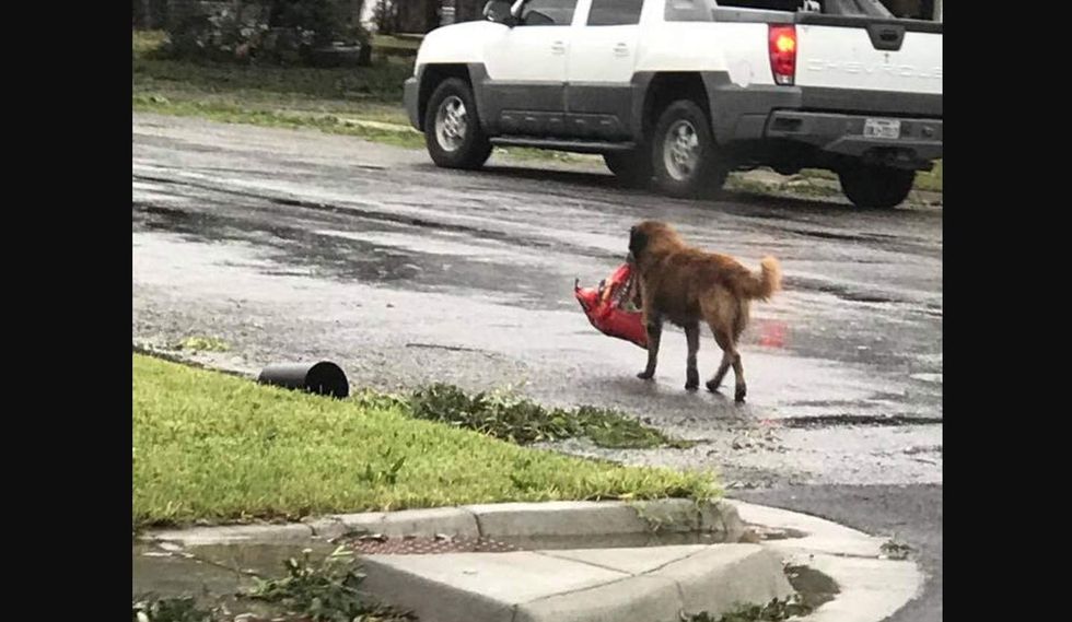 Viral photo shows 'hero' dog personifying the Texas spirit amid Hurricane Harvey