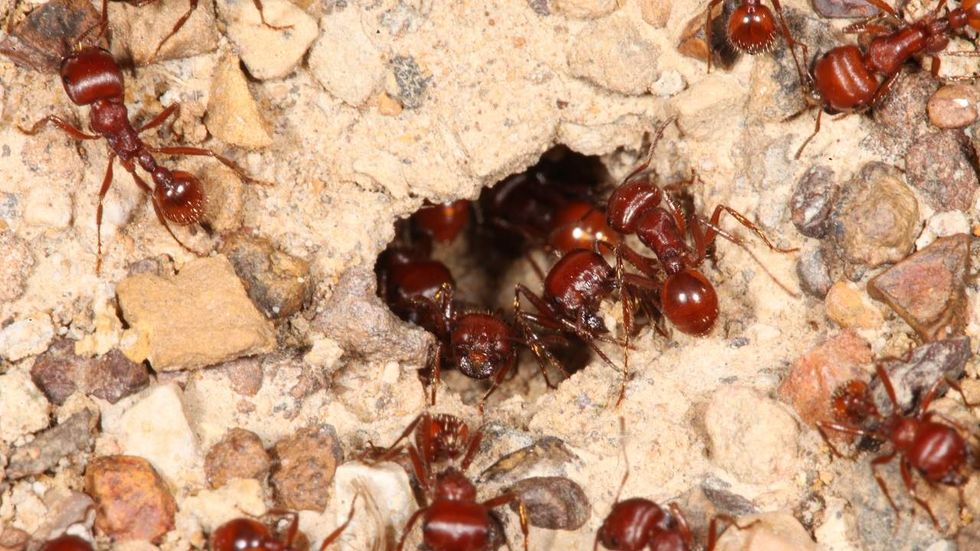 Fire ant ‘islands’ are floating through Houston thanks to flooding
