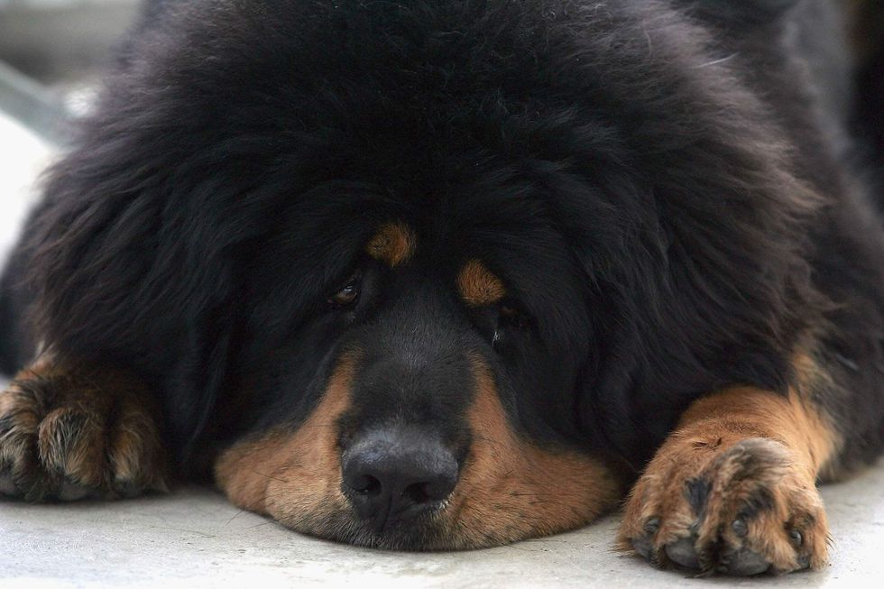 Court orders Oregon couple to surgically 'debark' their dogs after neighbors’ noise complaints