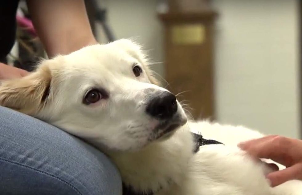For students simply overcome by stress, college offers therapy dogs for 'cuddles
