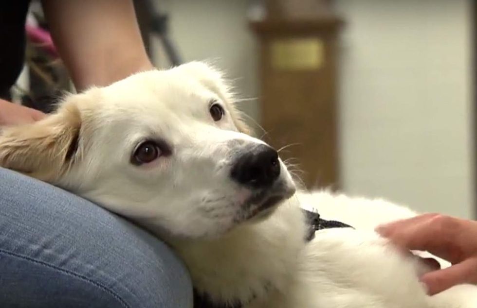 For students simply overcome by stress, college offers therapy dogs for 'cuddles