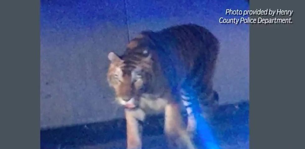 Tiger shot after attacking dog in Atlanta neighborhood — and no one knows where it came from