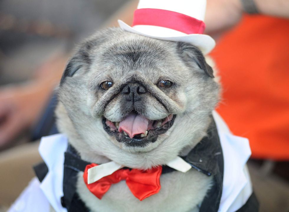 Former Arkansas county worker pleads guilty to using public funds to buy a dog tuxedo