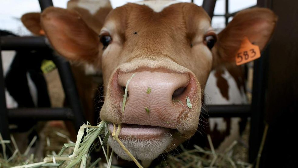 Cows took over this British town – but that’s not the weirdest part of the story
