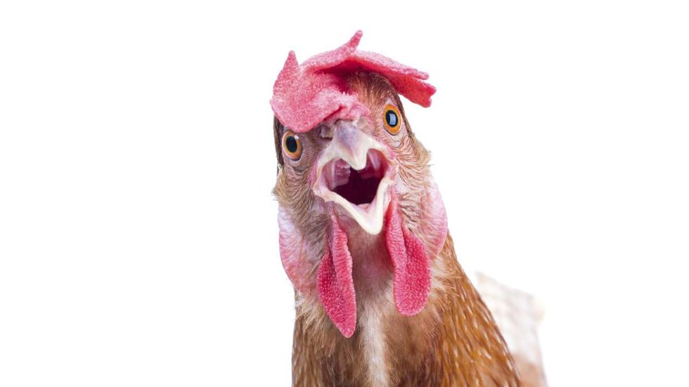 Listen: Miss E and Cam explore the mysterious case of the 'Houdini chickens