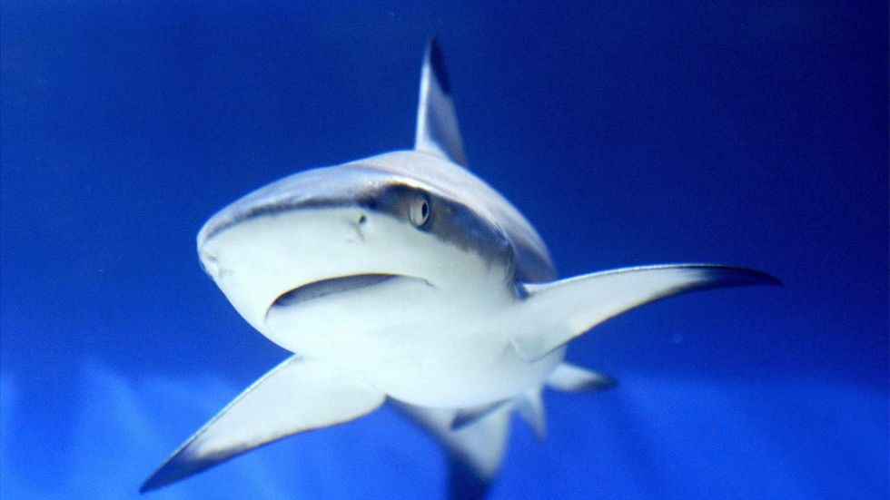 Listen: Man in Austria fined for refusing to take off his shark head