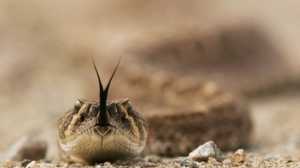 Listen: A man tried to smuggle snakes into Canada using his own socks