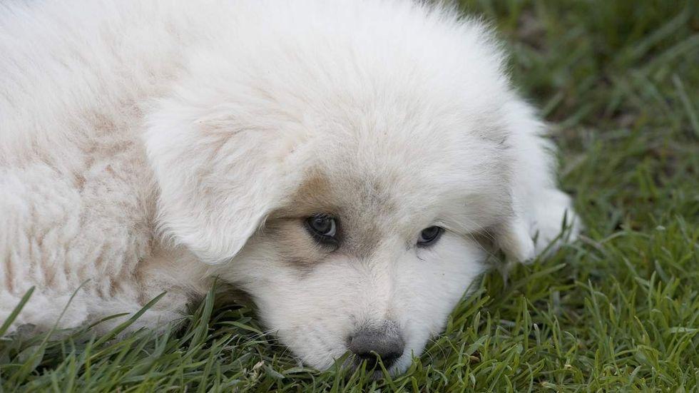 Listen : Why a Great Pyrenees makes for the perfect farm puppy