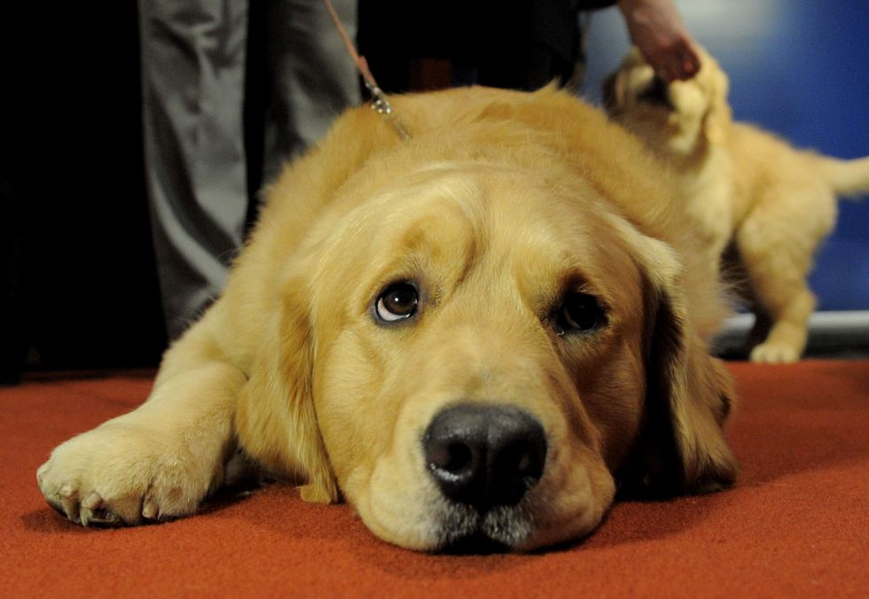 Puppy dog eyes' are a real thing, researchers say dogs can alter their facial expressions