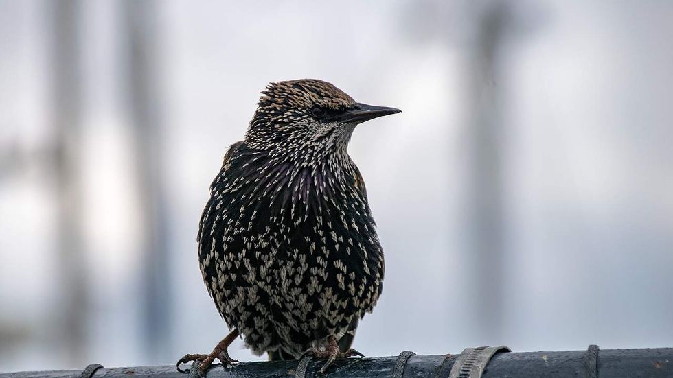 Listen: Is having a bird die on your property a criminal act? Here's what the government thinks