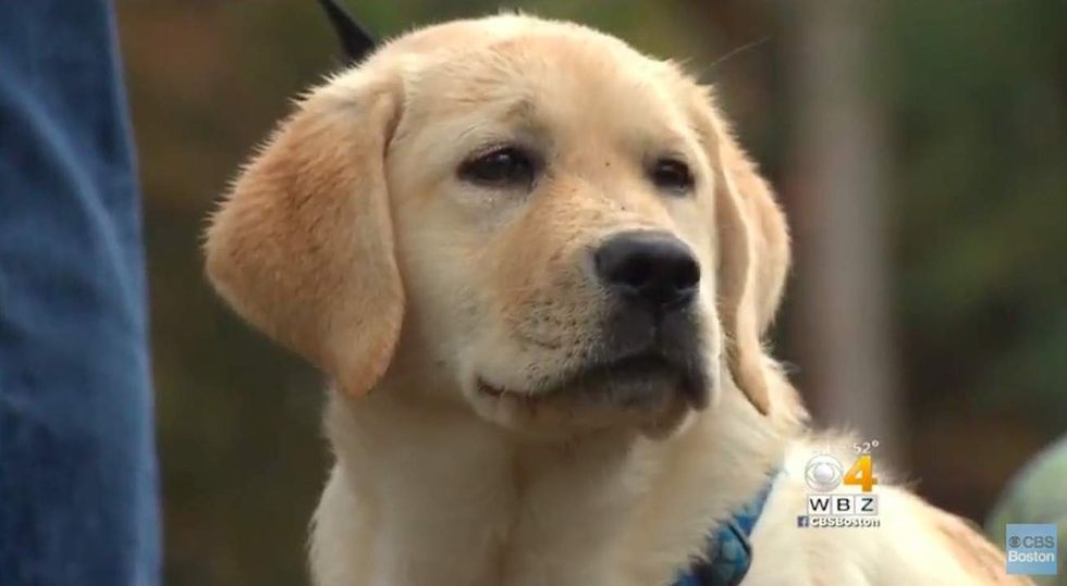 Massachusetts puppy saved from accidental drug overdose with antidote for humans