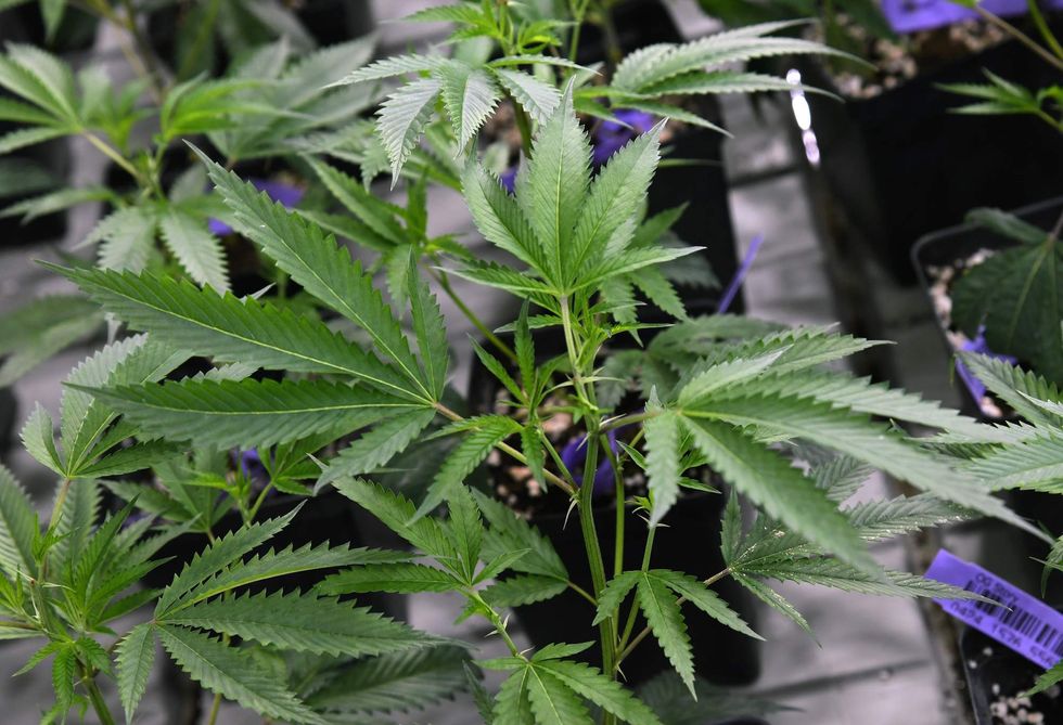 California weighing marijuana taxes as high as 45 percent