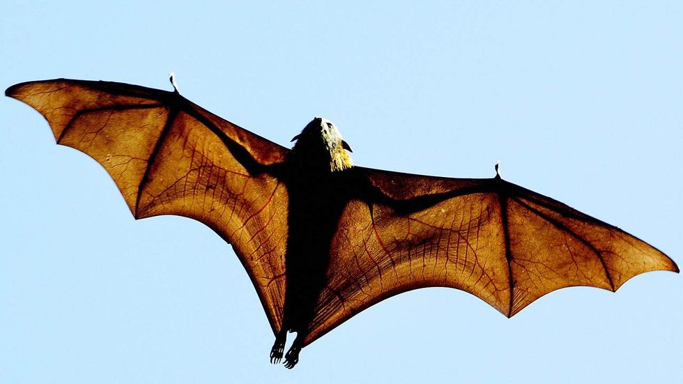The latest from Israel: Did you know bats have different accents?