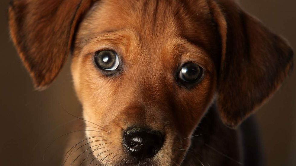 Listen: Study shows that people have more empathy for dogs than human adults