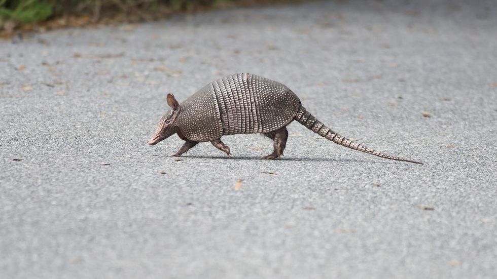 Listen: When in doubt, blame Jeffy? Guess who really broke the 'dillo racing trophy