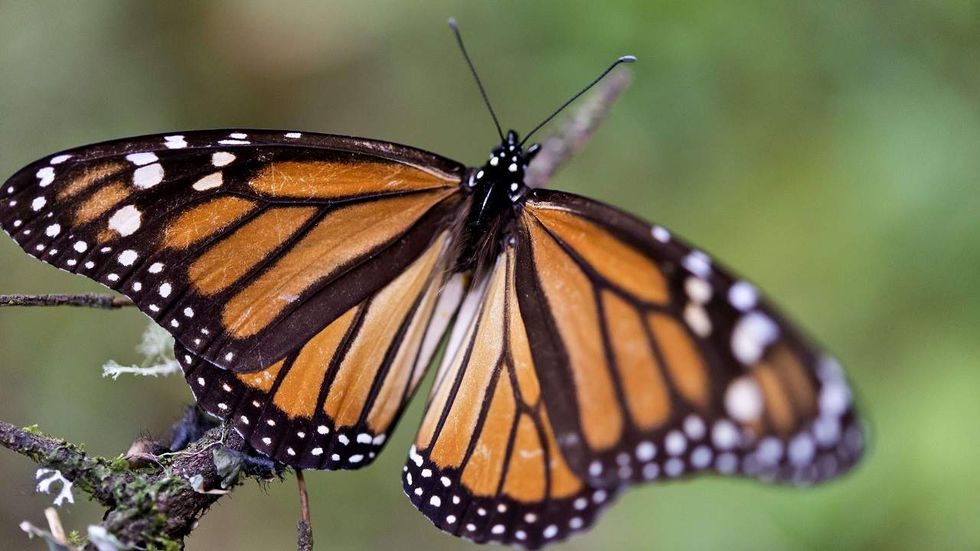 Listen: Could the National Butterfly Center be the one to stop the border wall?