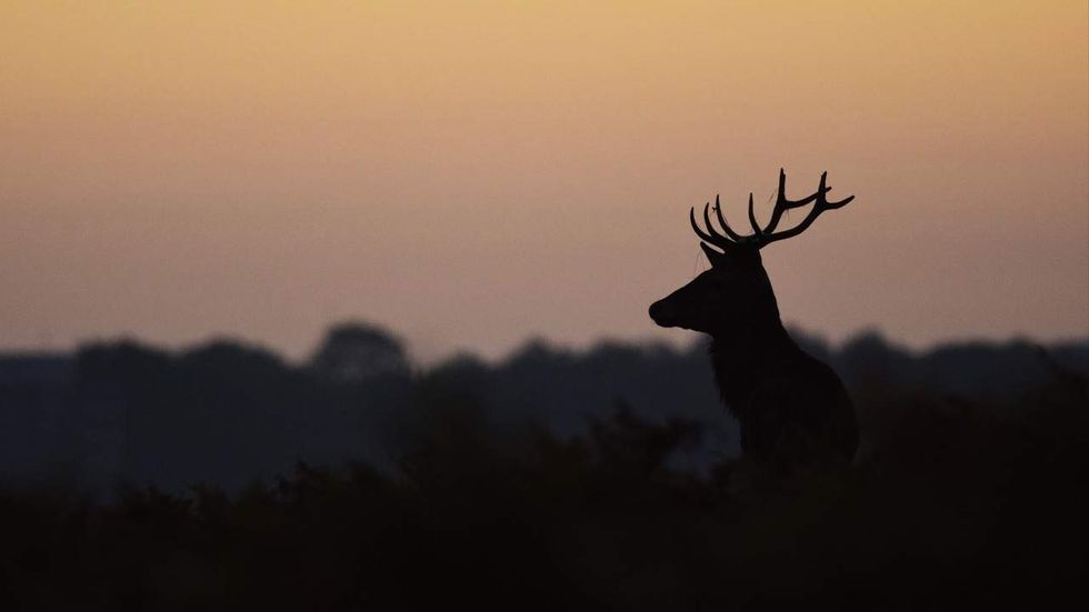 Listen: Vermont man charged after allegedly clubbing his mom with a gun over deer meat