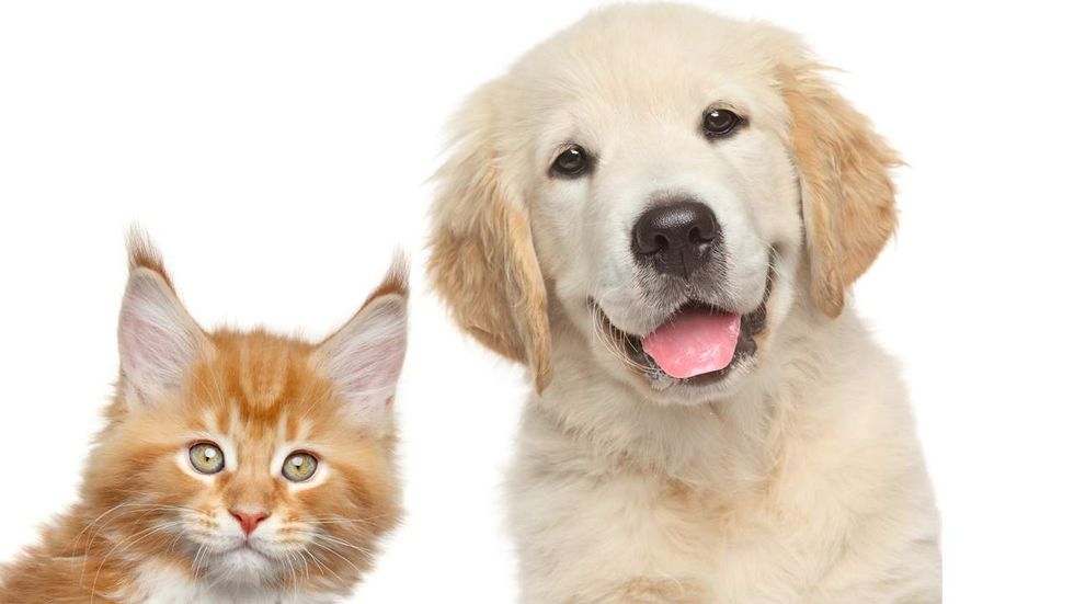 Study purports to answer the age-old question: Are dogs or cats smarter?