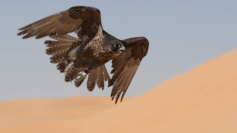 Falcons could help US military strike down drone attacks, study says