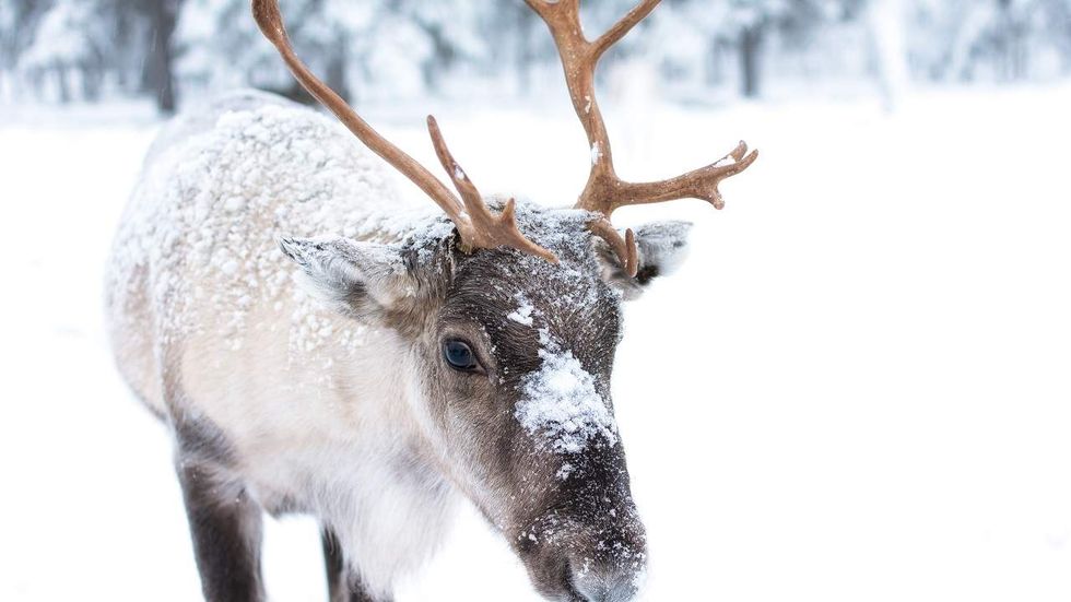 Listen: The social justice warrior retelling of this holiday classic is pretty dark