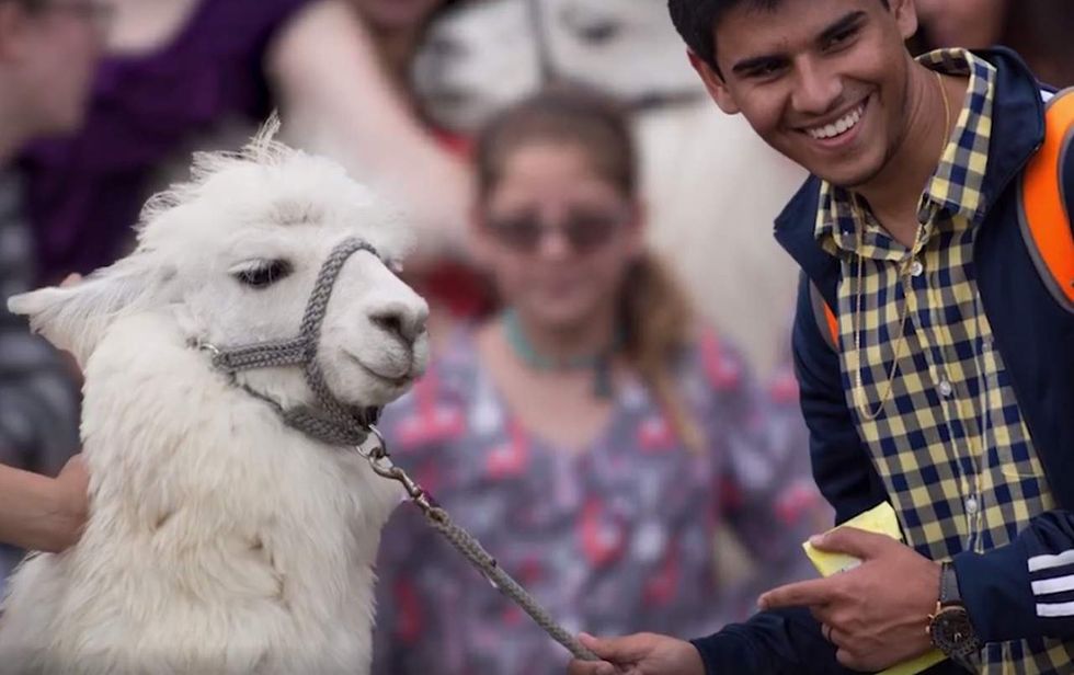 Colleges are trotting out therapy llamas — yes, llamas — to help students cope with finals' stress
