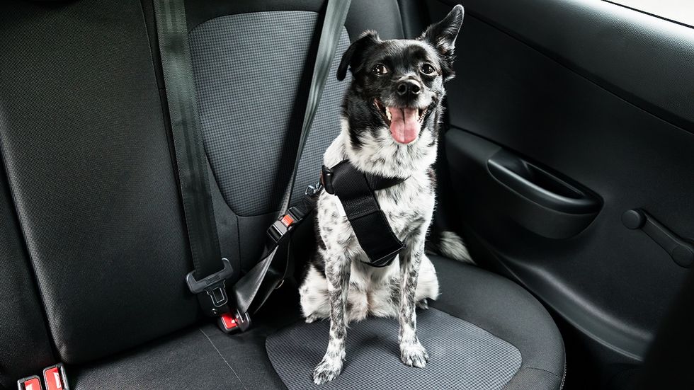 Indiana law protects people rescuing a dog in a hot car – but there’s a catch