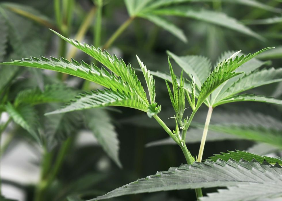 Report: Sessions to end ‘hands-off’ policy that allowed pot legalization to flourish