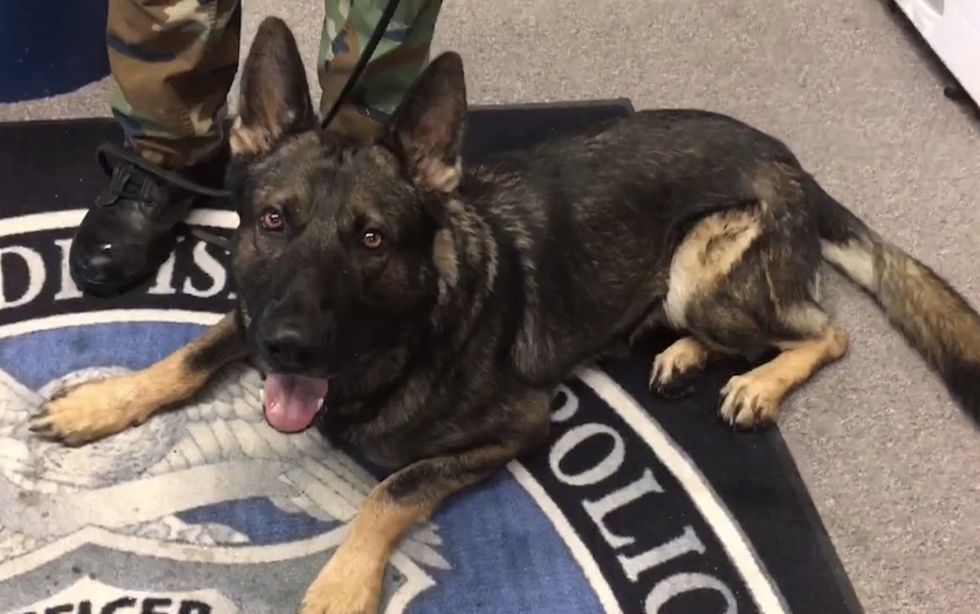 Bad timing. Real bad': As K-9 units train nearby, crooks choose the wrong place at the wrong time