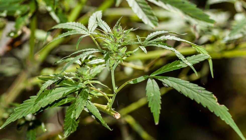 Companies take advantage of pot law loophole, give new meaning to 'free gift with purchase