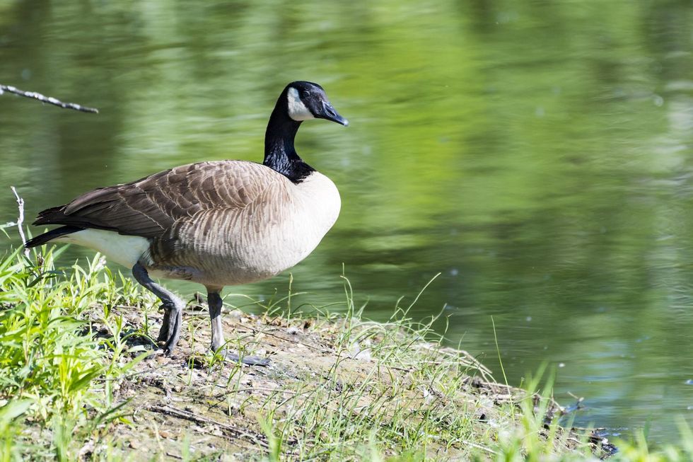 Maryland hunter hospitalized after being struck in the head by a falling dead goose